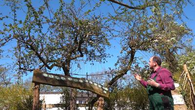 Ein Gärtner zeigt auf einen Apfelbaum, der 100 verschiedene Apfelsorten trägt