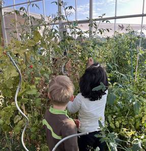 zwei Kinder stehen zwischen Tomatenstauden